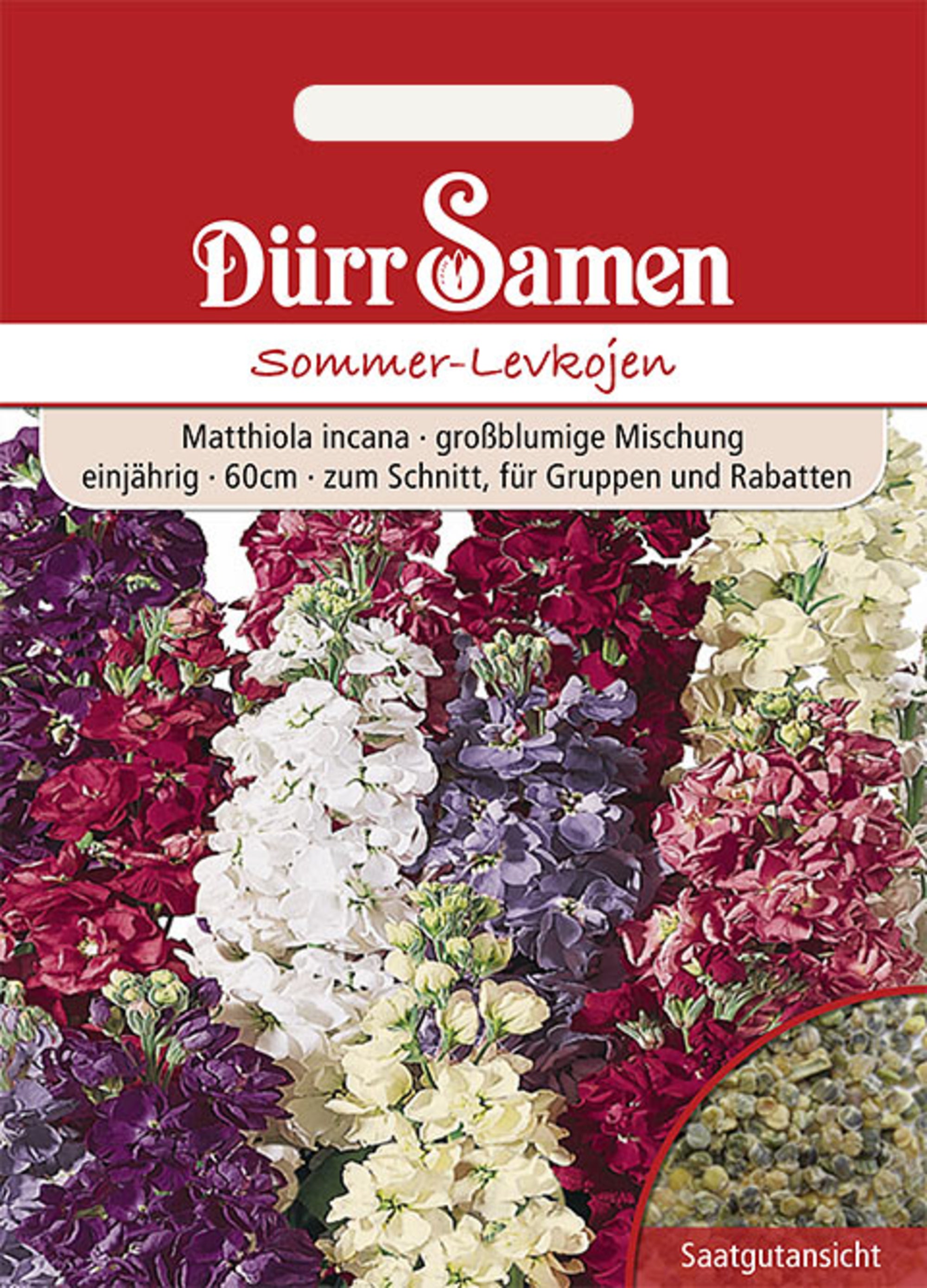 Blumensamen Sommer-Levkojen Mischung einjährig 60 cm von Dürr Samen