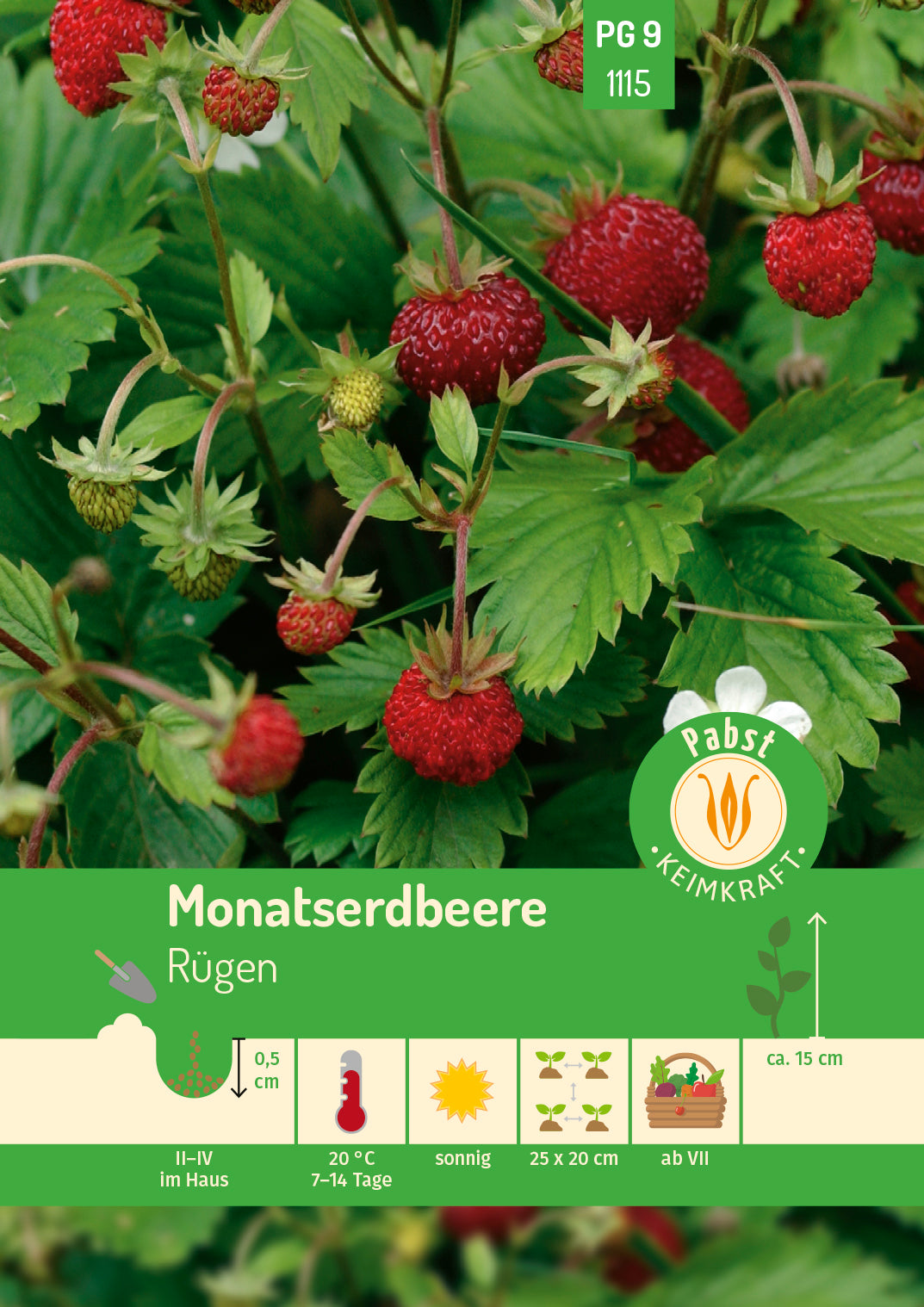 Samen Monatserdbeere Rügen von Pabst Keimkraft