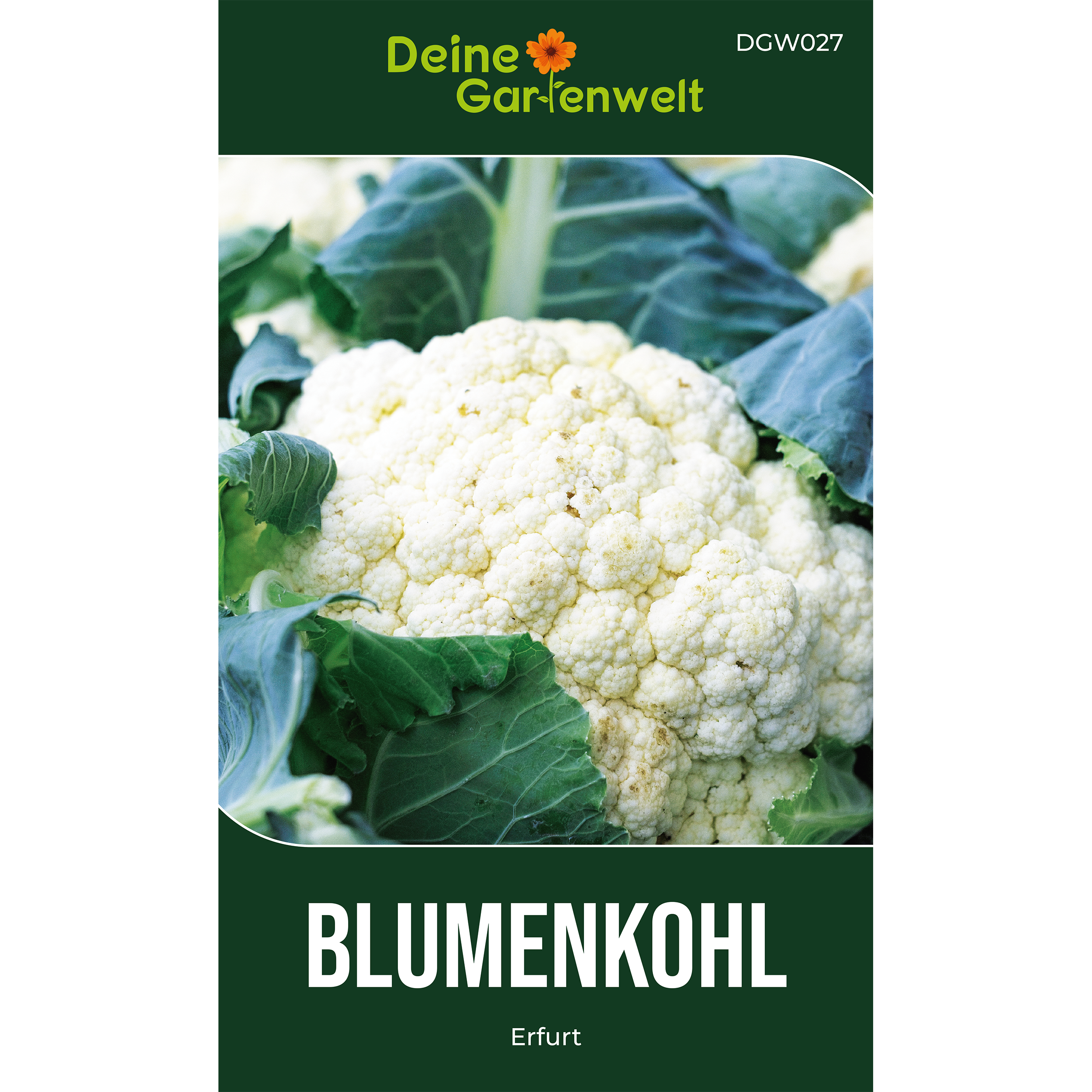 Blumenkohl Erfurt – Gemüsesamen online kaufen