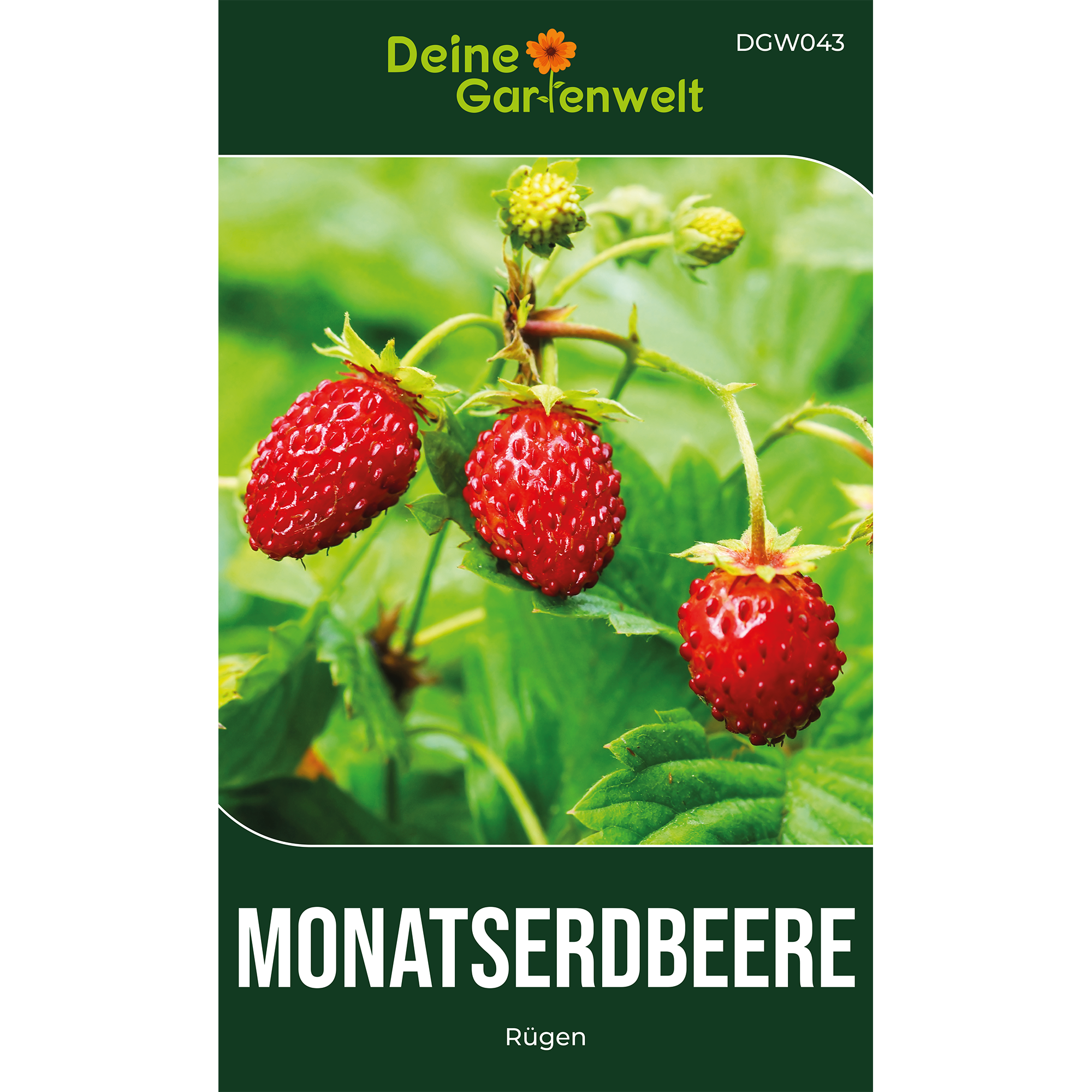 Monatserdbeeren Rgen  Samen online kaufen | Deine Gartenwelt   DeineGartenwelt