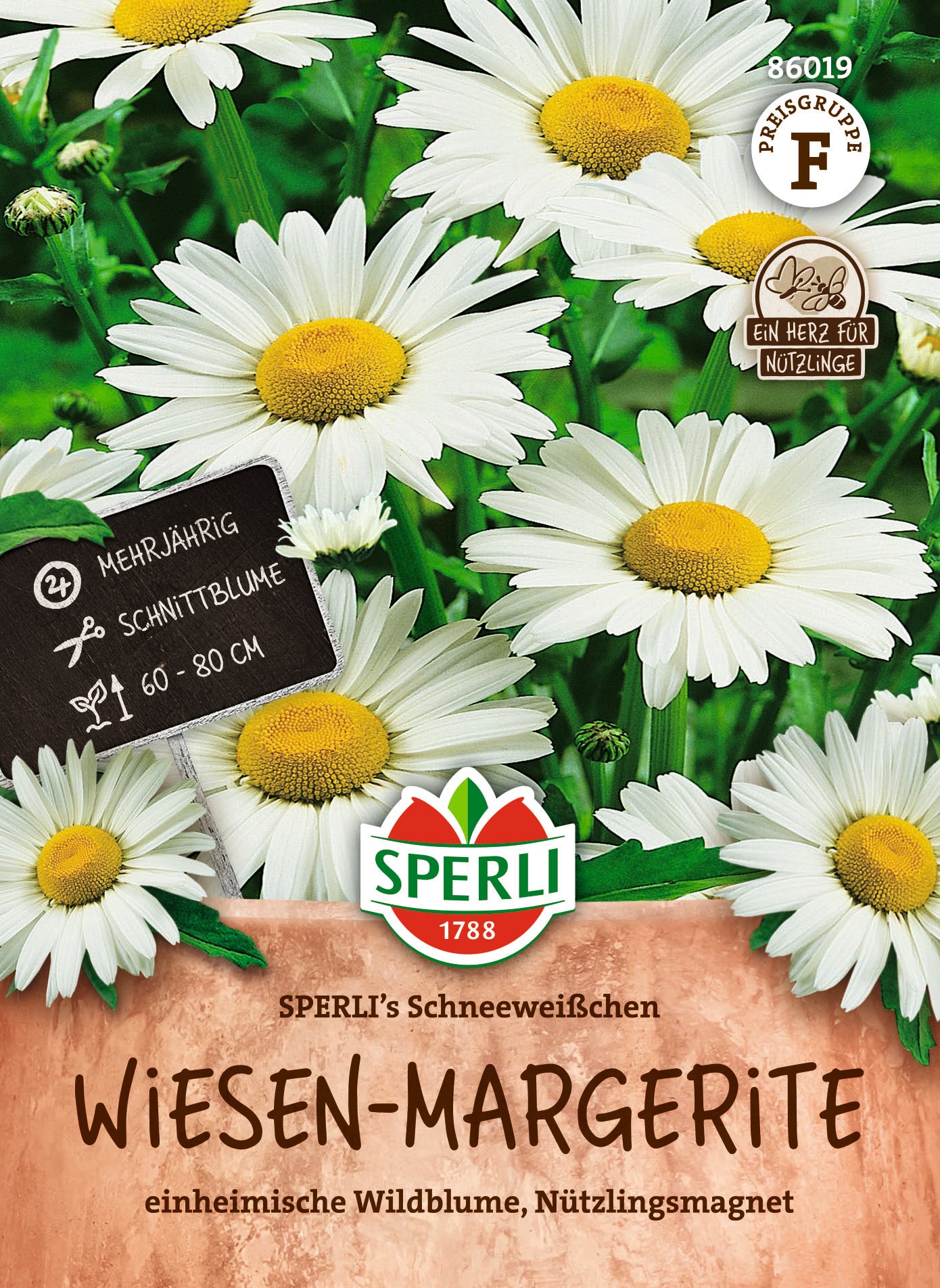 Wiesen-Margerite SPERLI's Schneeweißchen