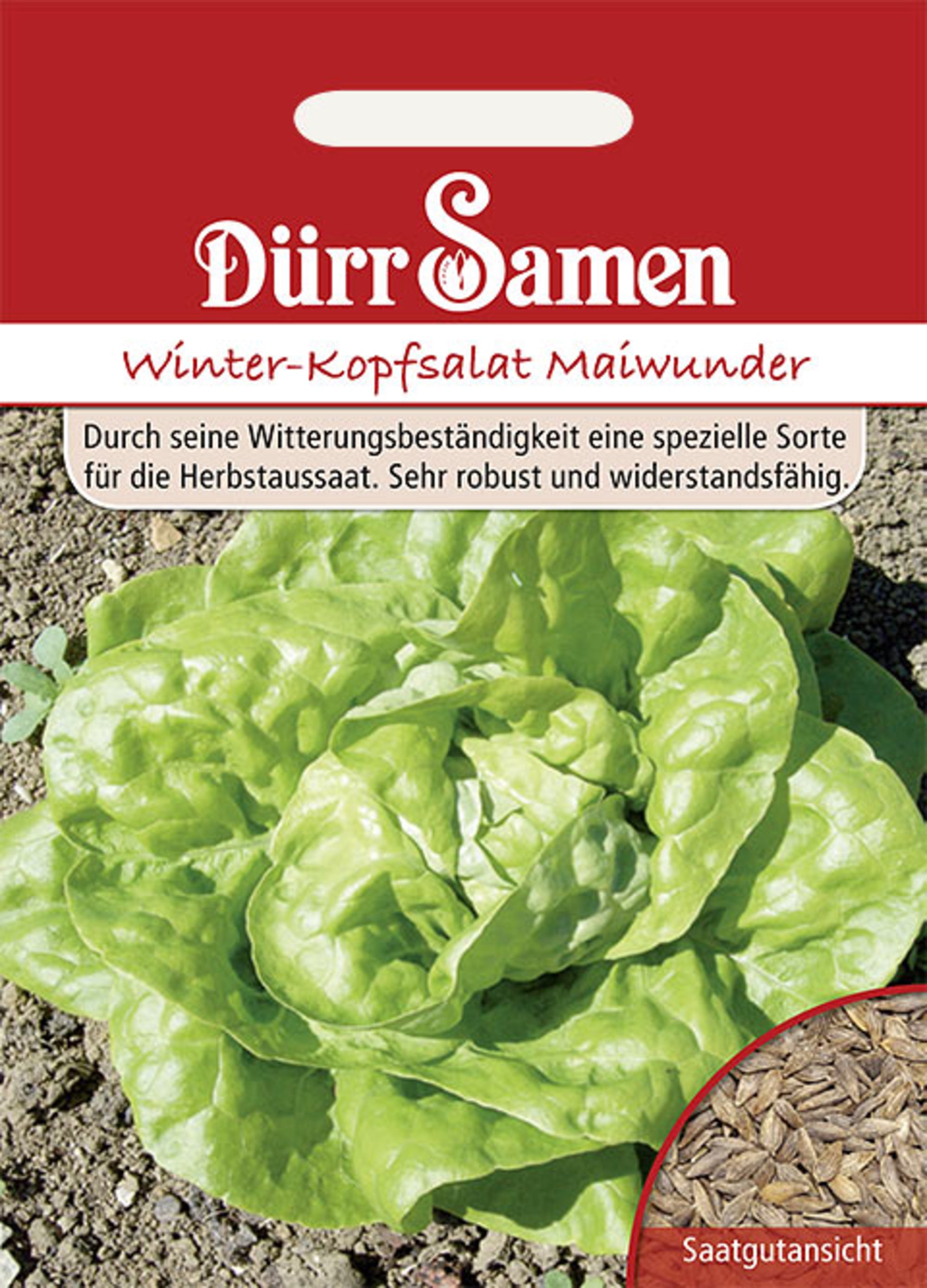 Kopfsalat Winter-Maiwunder