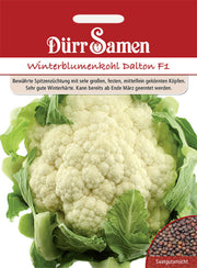 Blumenkohl Dalton F1