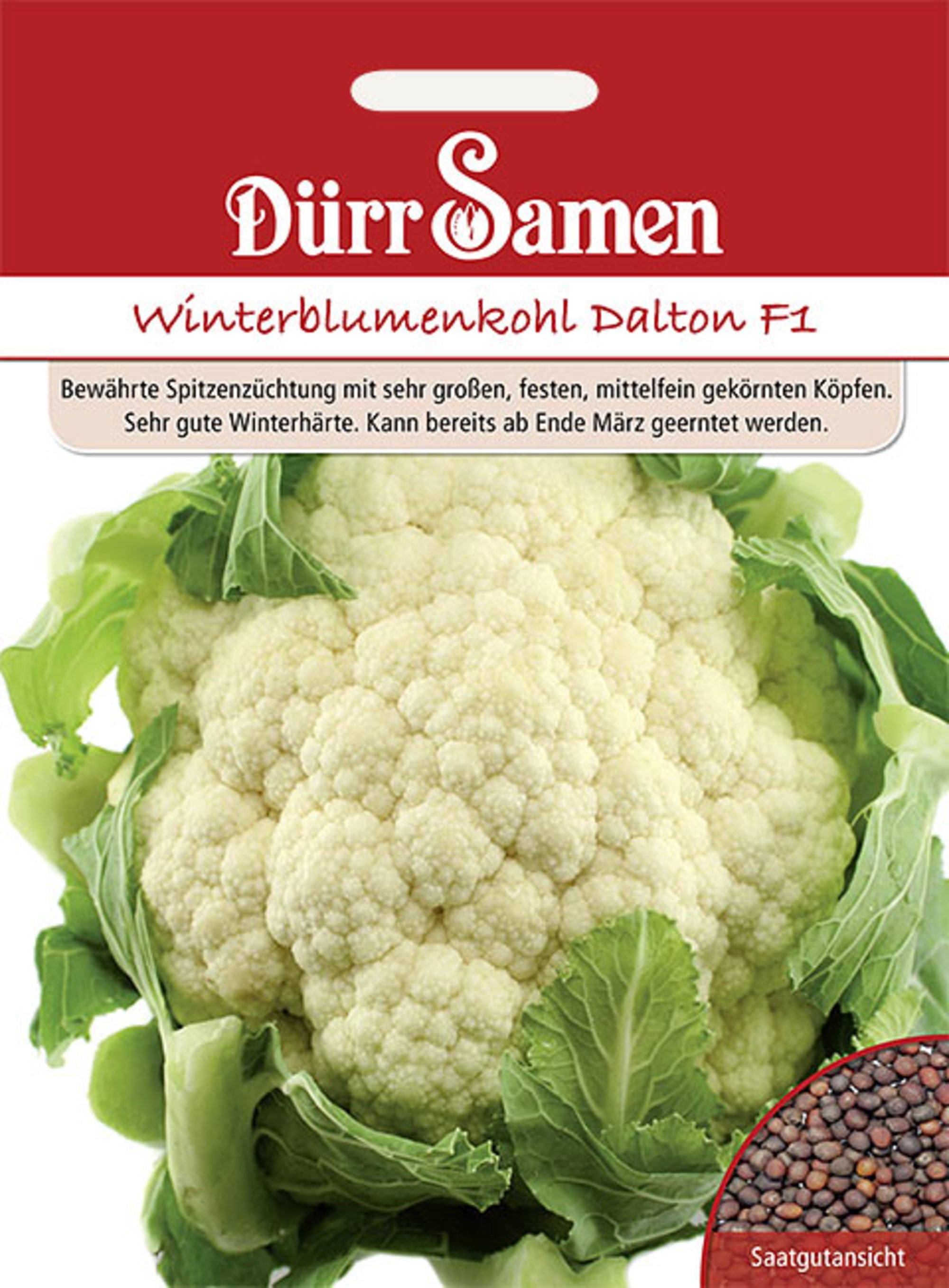 Blumenkohl Dalton F1