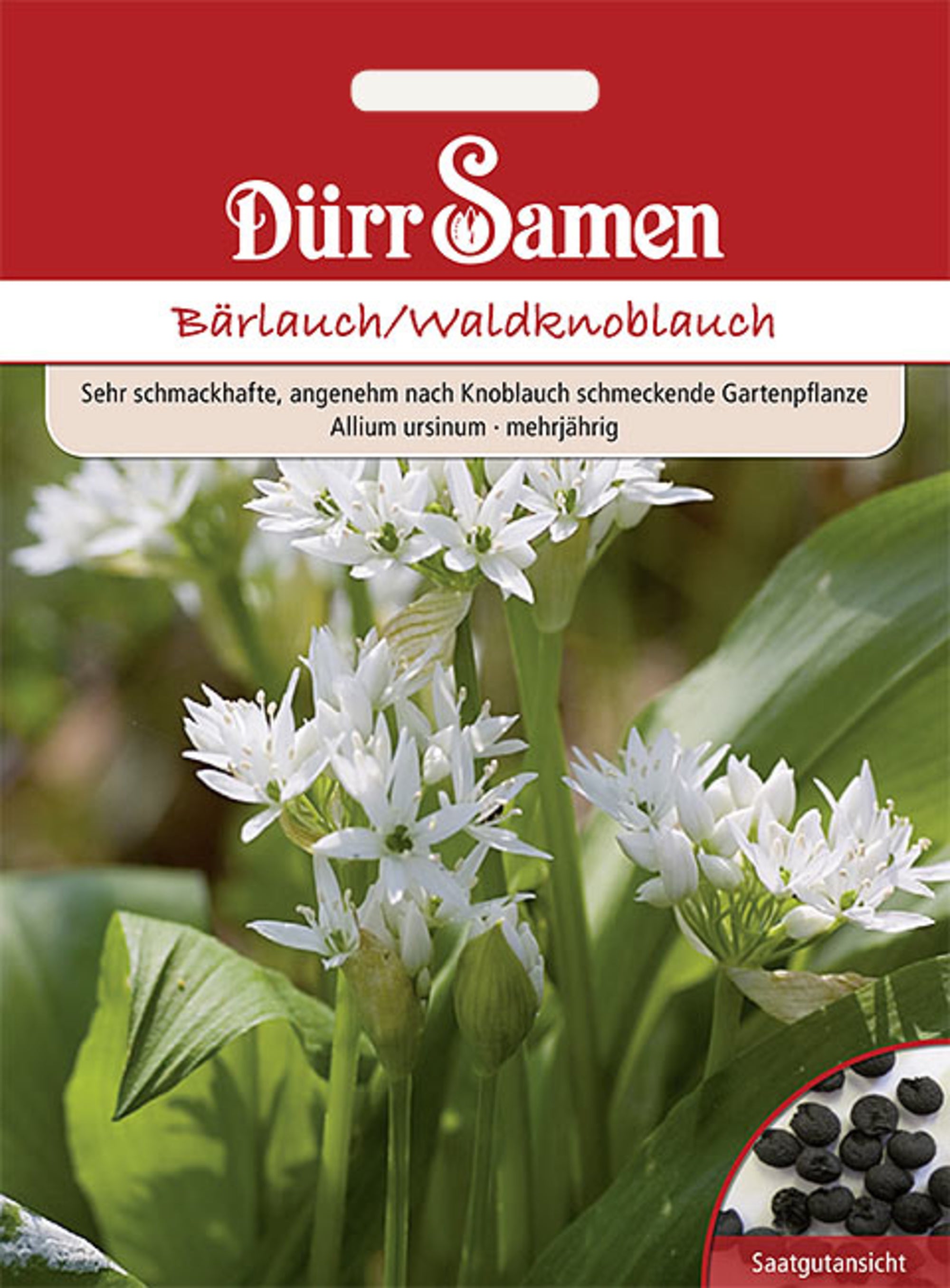 Bärlauch/ Waldknoblauch