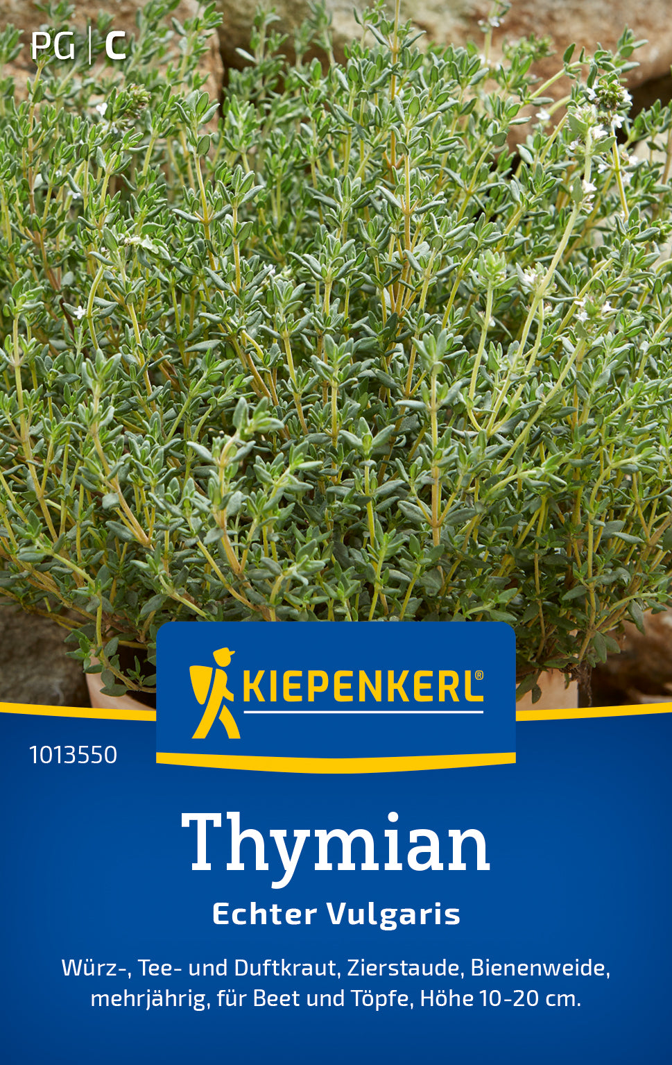 Thymian Echter Vulgaris