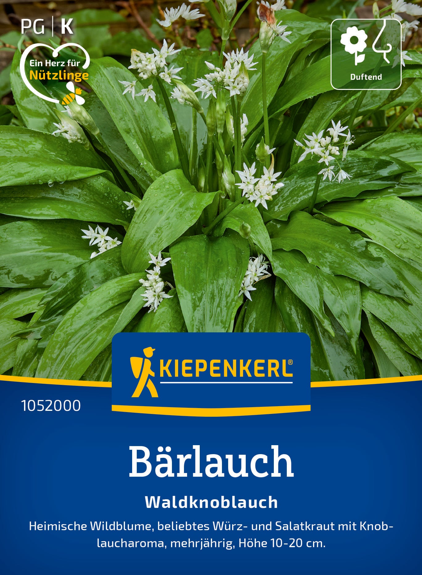 Bärlauch Waldknoblauch