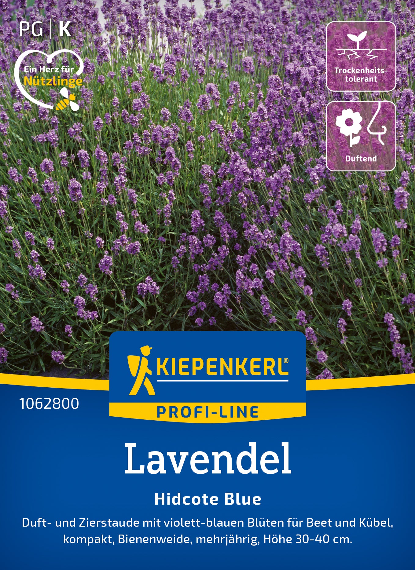 Lavendel Hidcote Blue