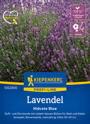 Lavendel Hidcote Blue