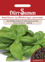 Basilikum Großblättriges Genoveser