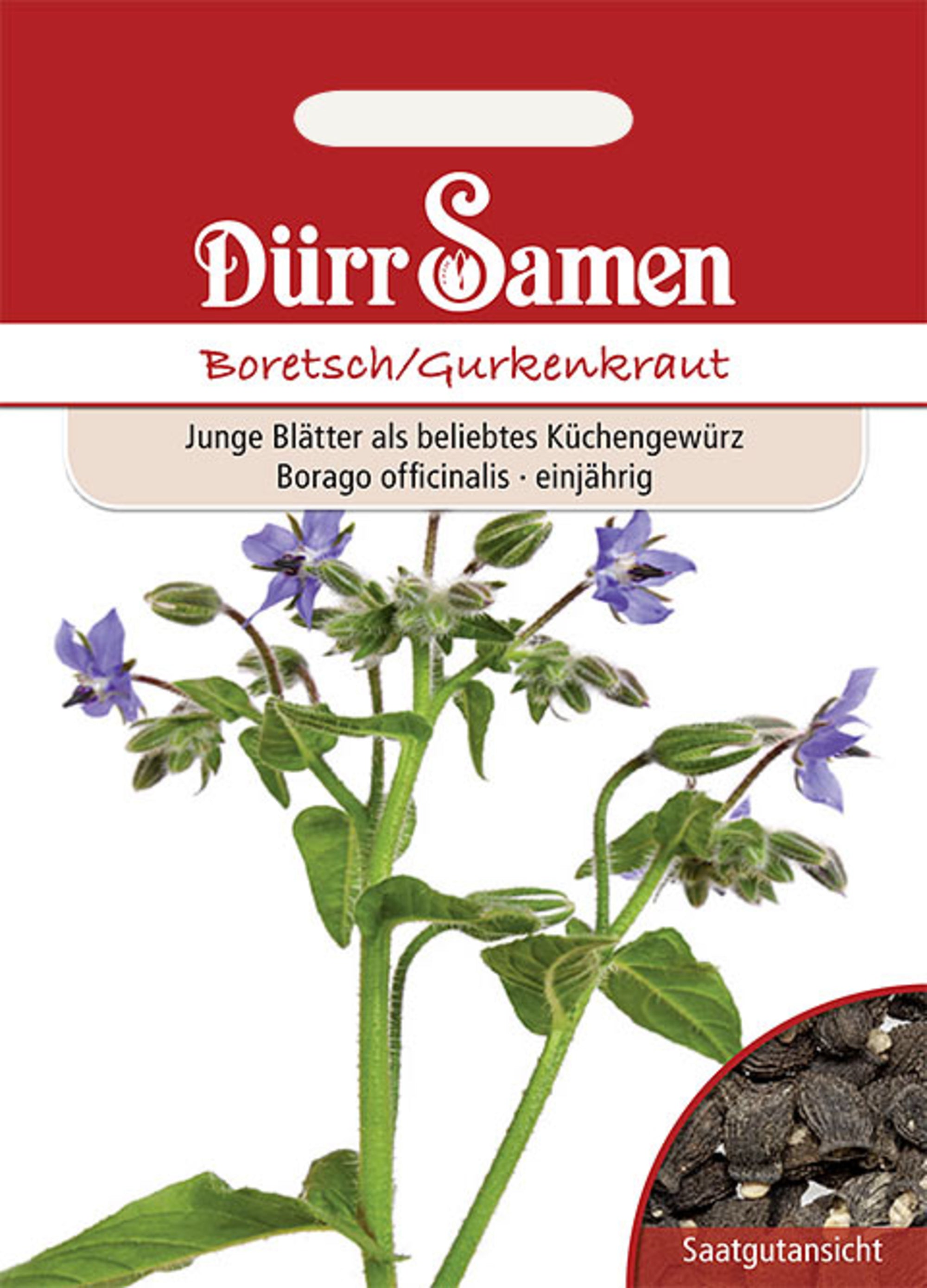 Boretsch Gurkenkraut
