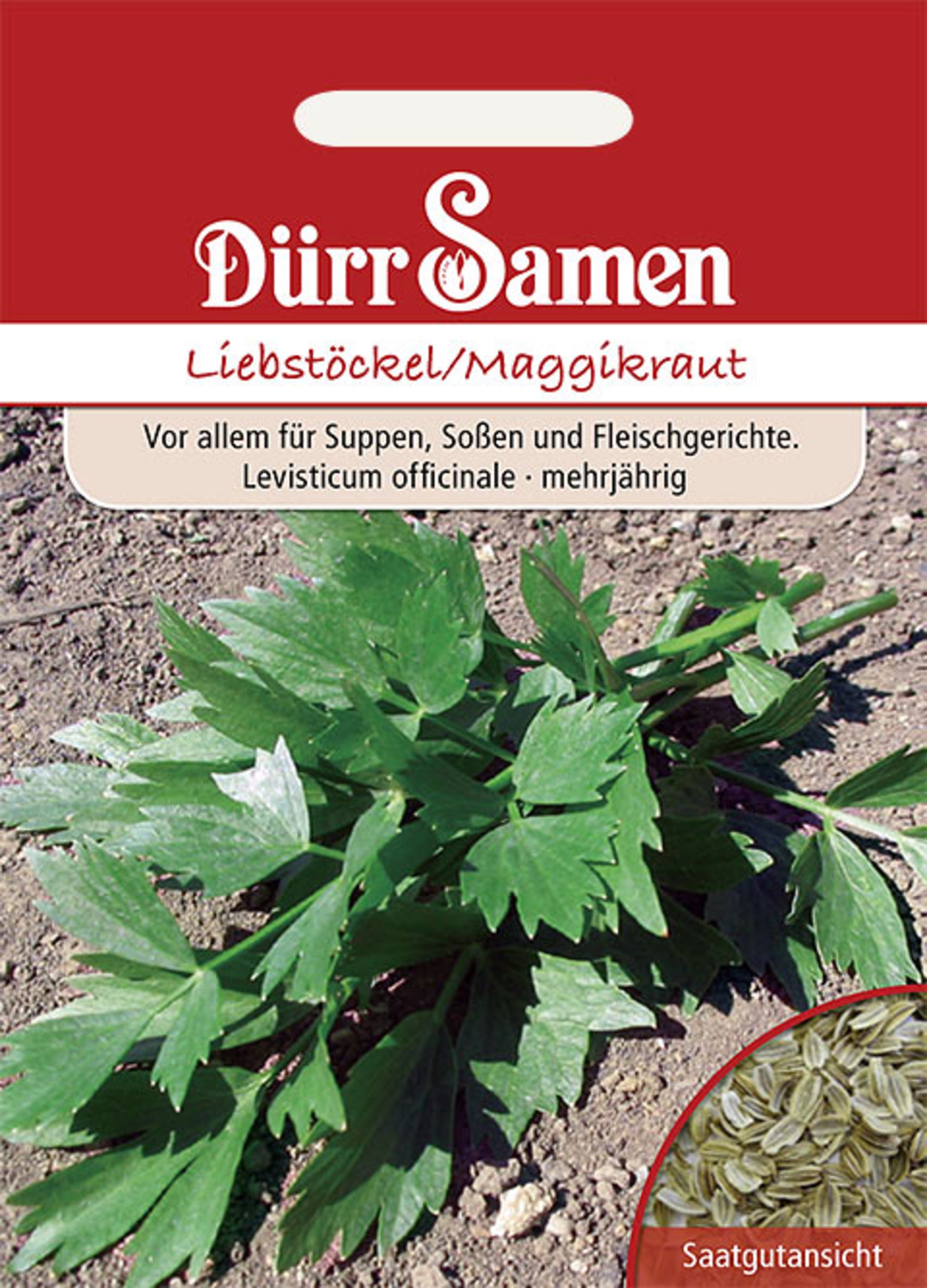 Liebstöckel Maggiekraut