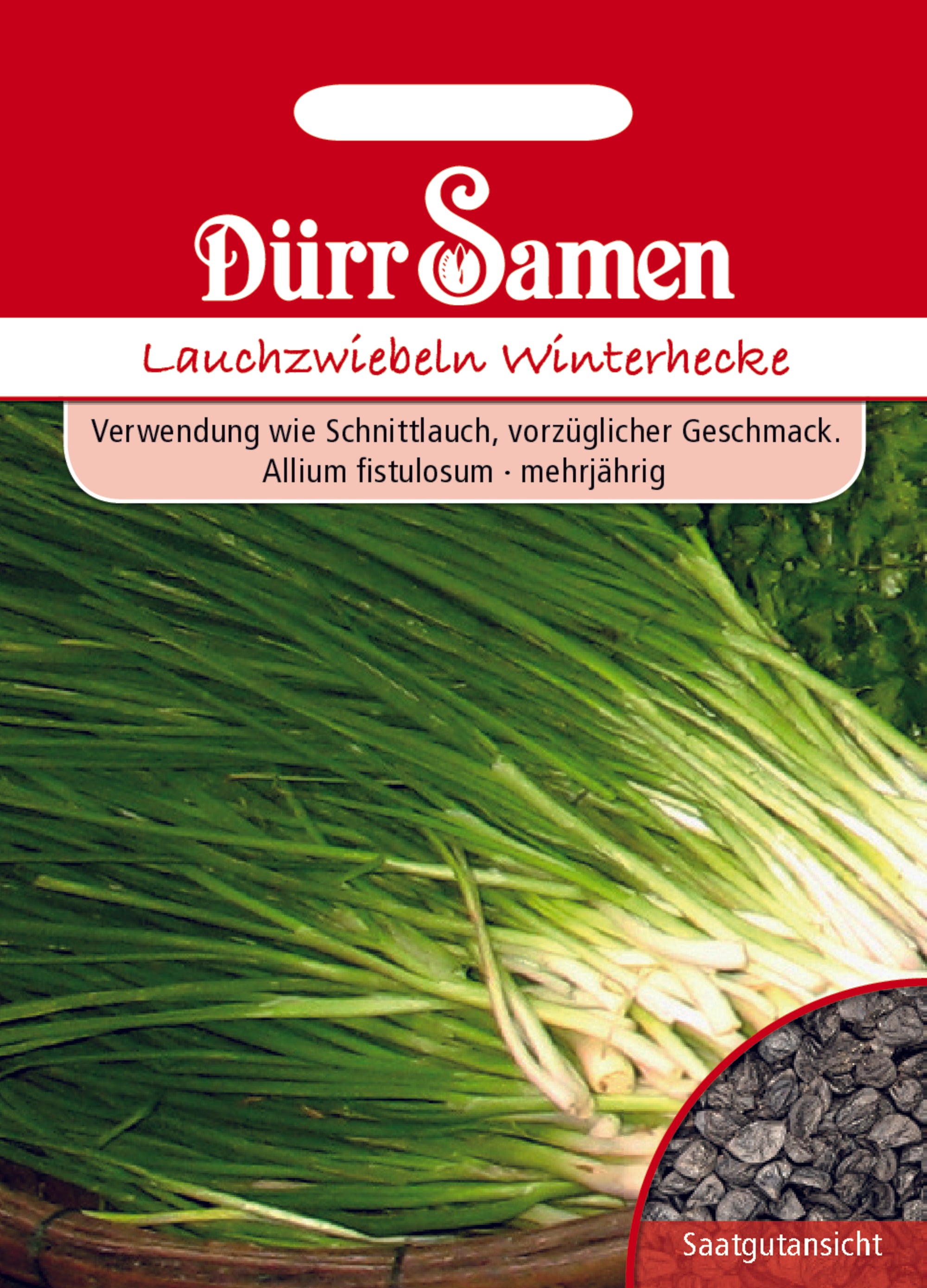 Lauchzwiebeln Winterhecke