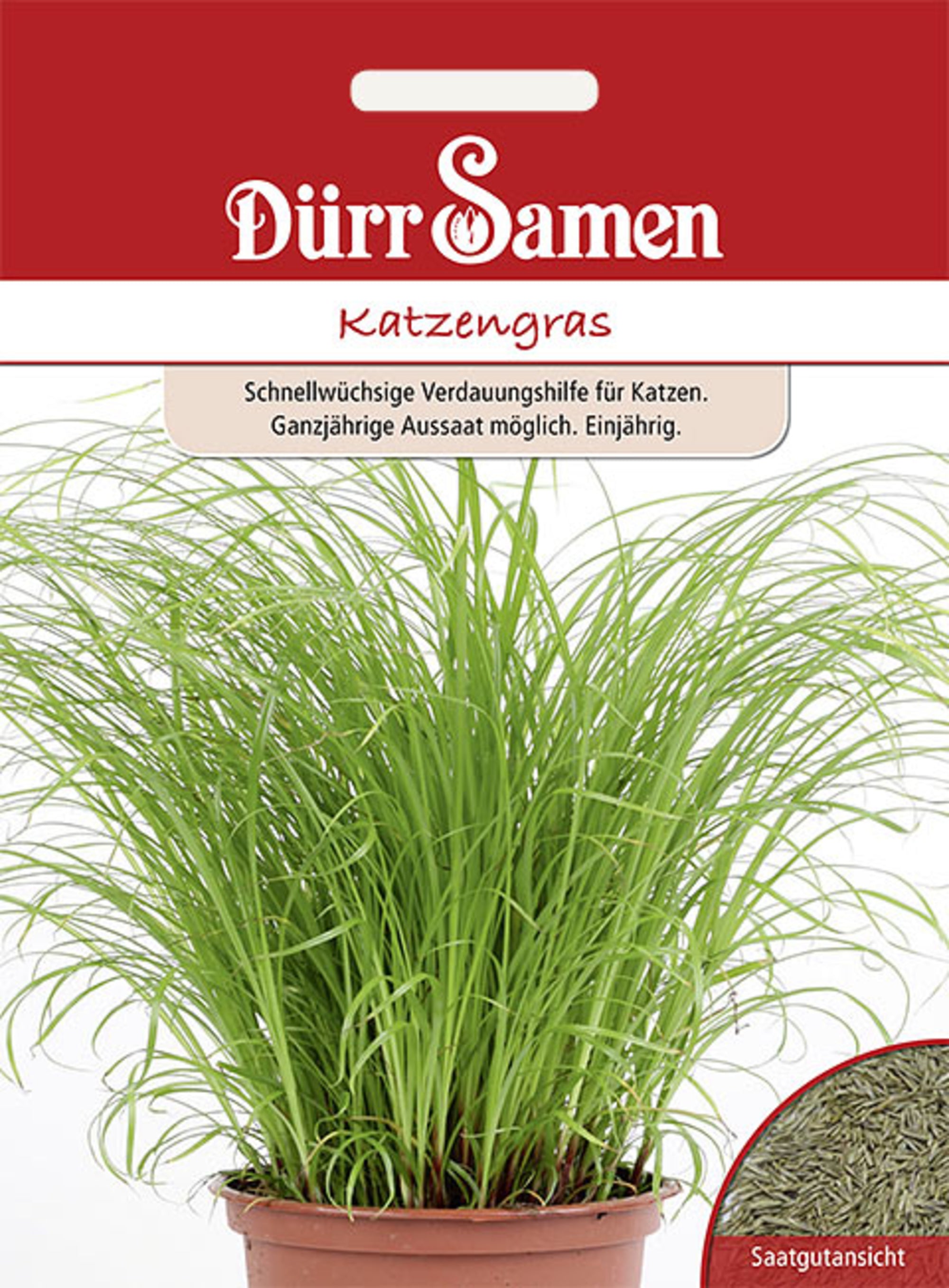 Katzengras