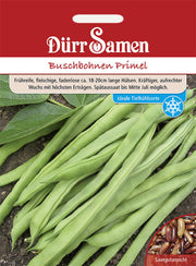 Buschbohnen Primel