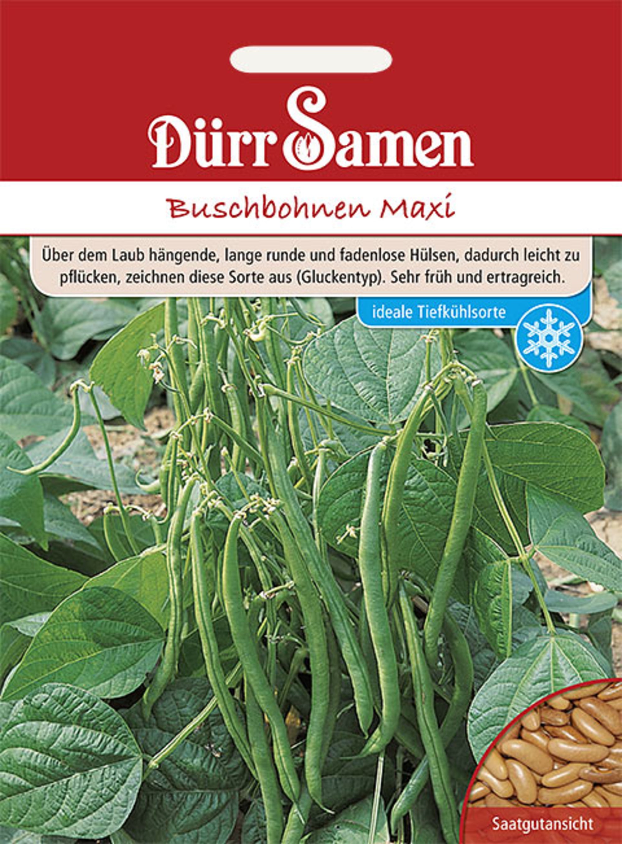 Buschbohnen Maxi