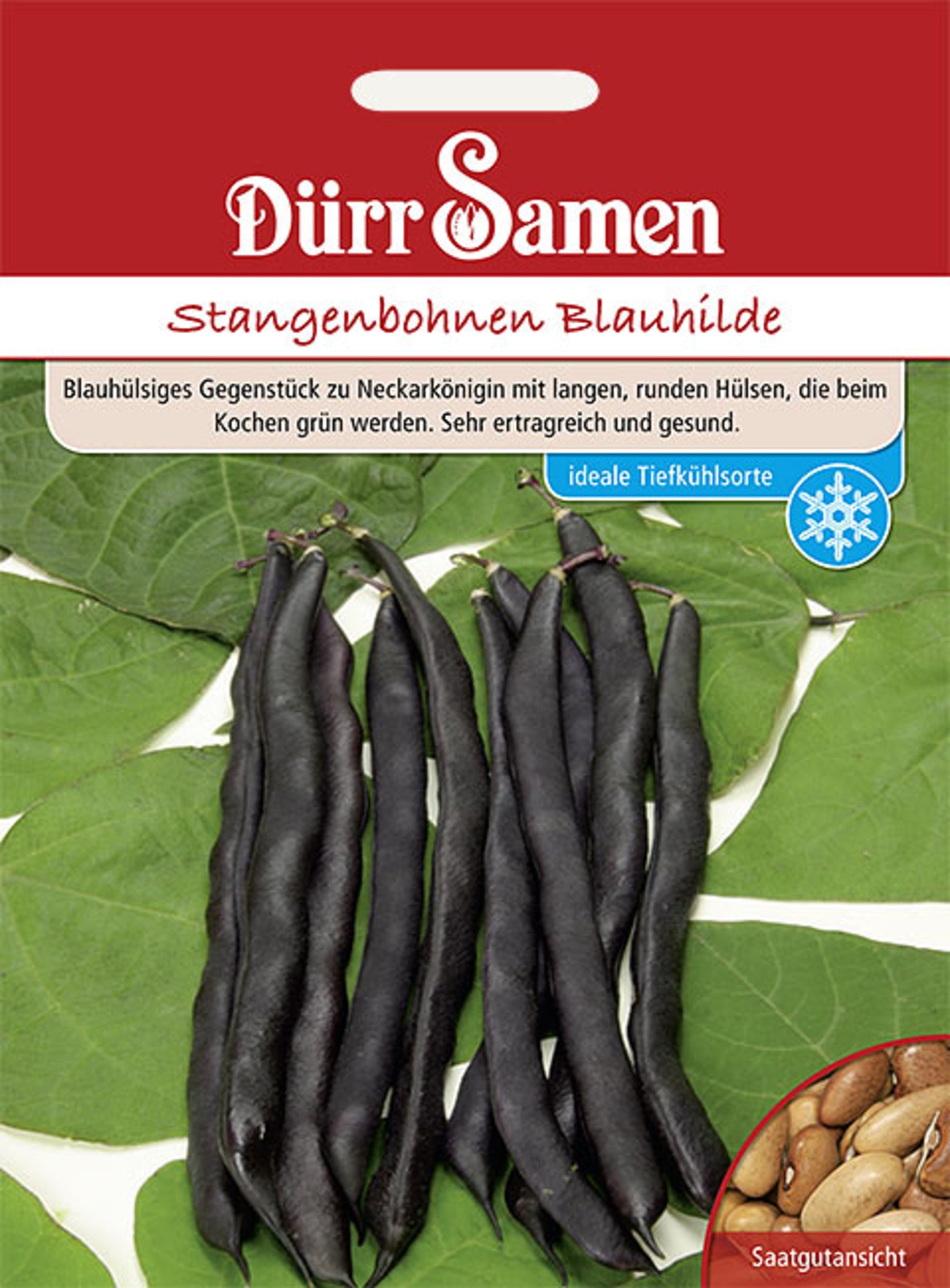 Stangenbohnen Blauhilde