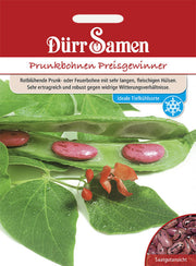 Prunkbohnen Preisgewinner