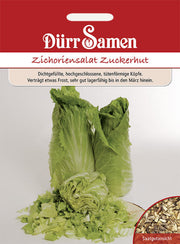 Zichoriensalat Zuckerhut