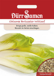 Chicoree Brüsseler Witloof