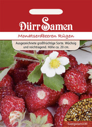 Monatserdbeeren Rügen