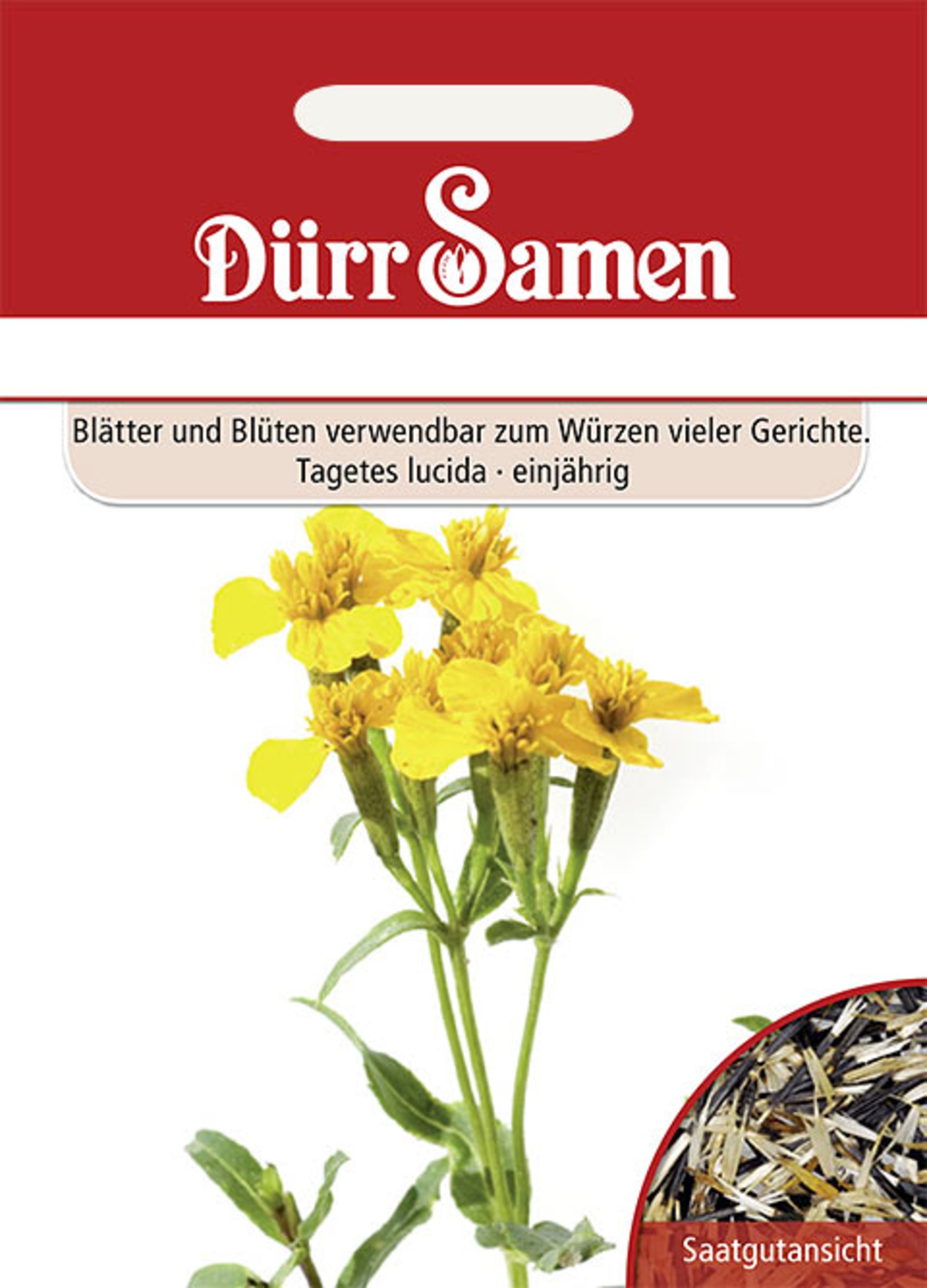 Würz-Tagetes