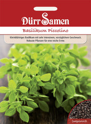 Basilikum Piccolino