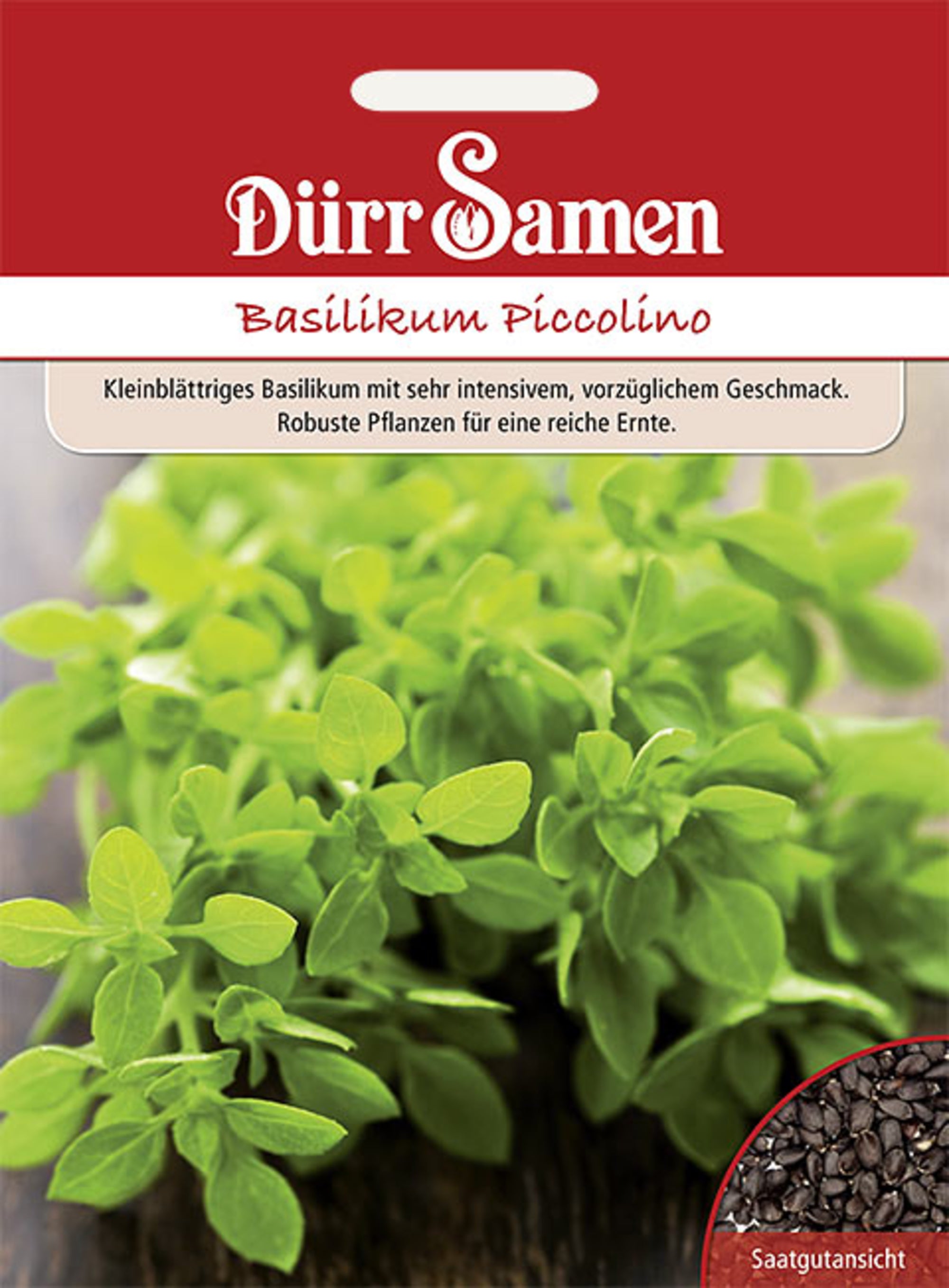 Basilikum Piccolino