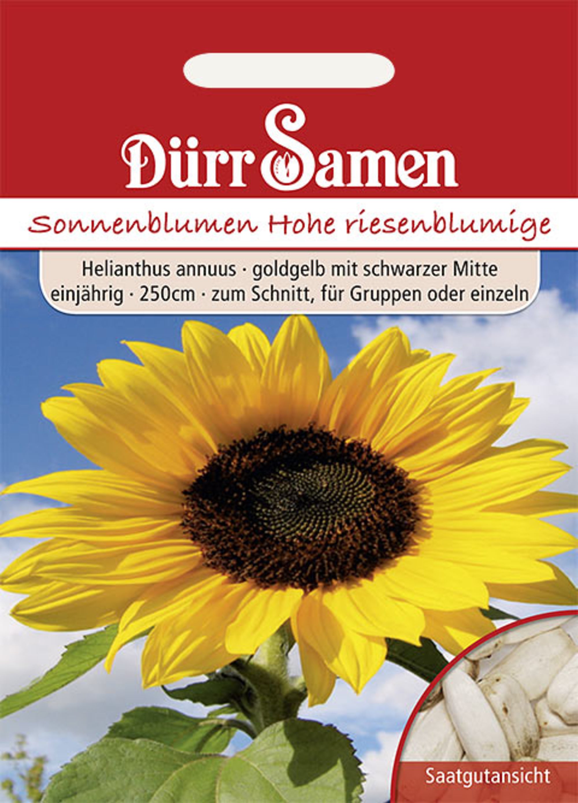 Sonnenblume Hohe riesen goldgelb mit schwarzer Mitte