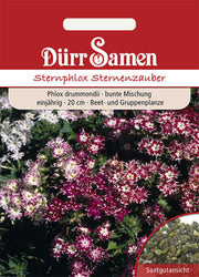 Sternphlox Mischung einjährig 20 cm