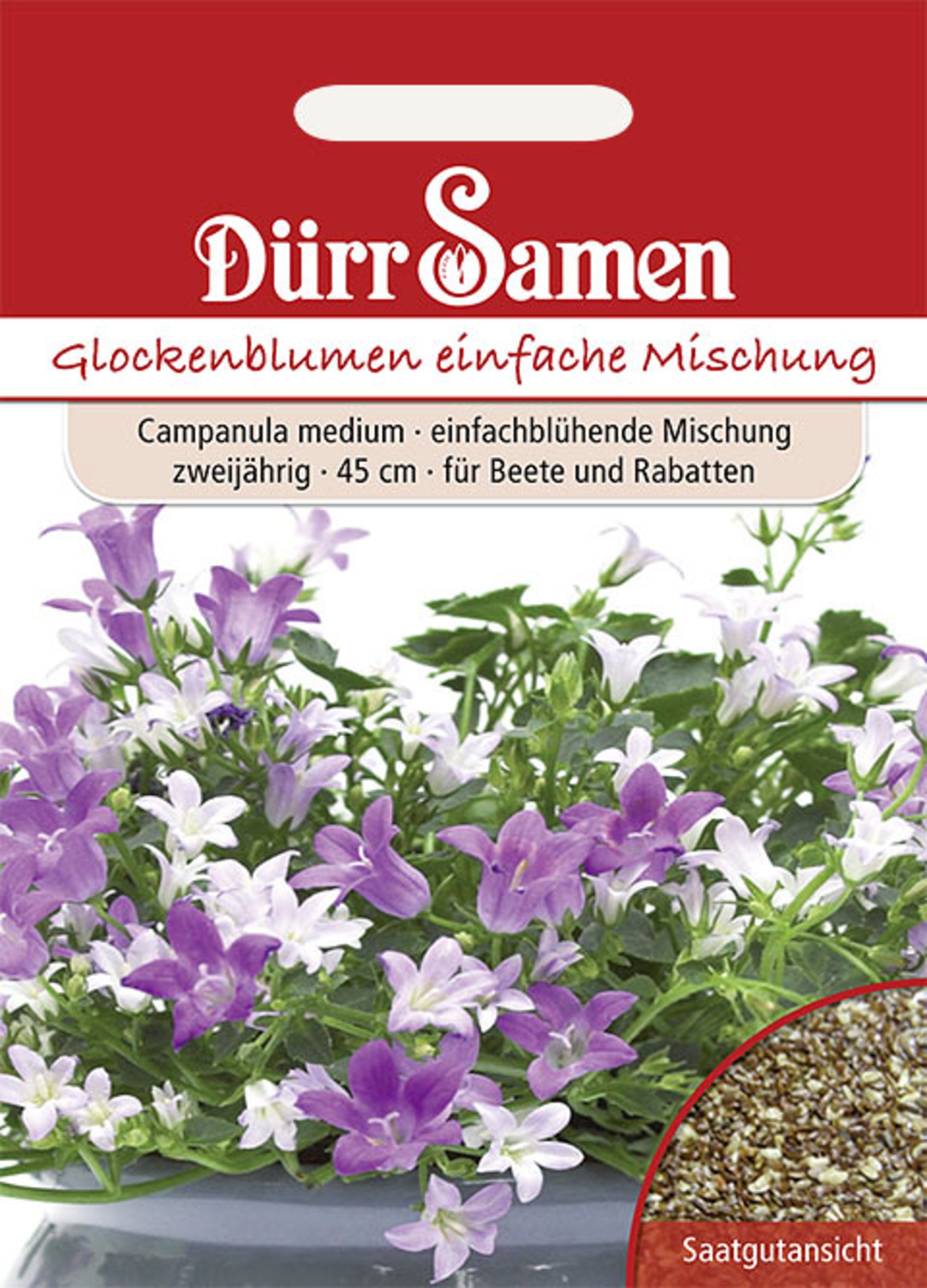 Glockenblume einfache Mischung zweijährig 45 cm