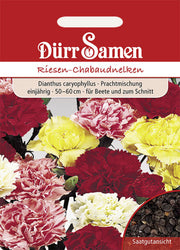 Gartennelke Prachtmischung Chabaud einjährig 50-60 cm