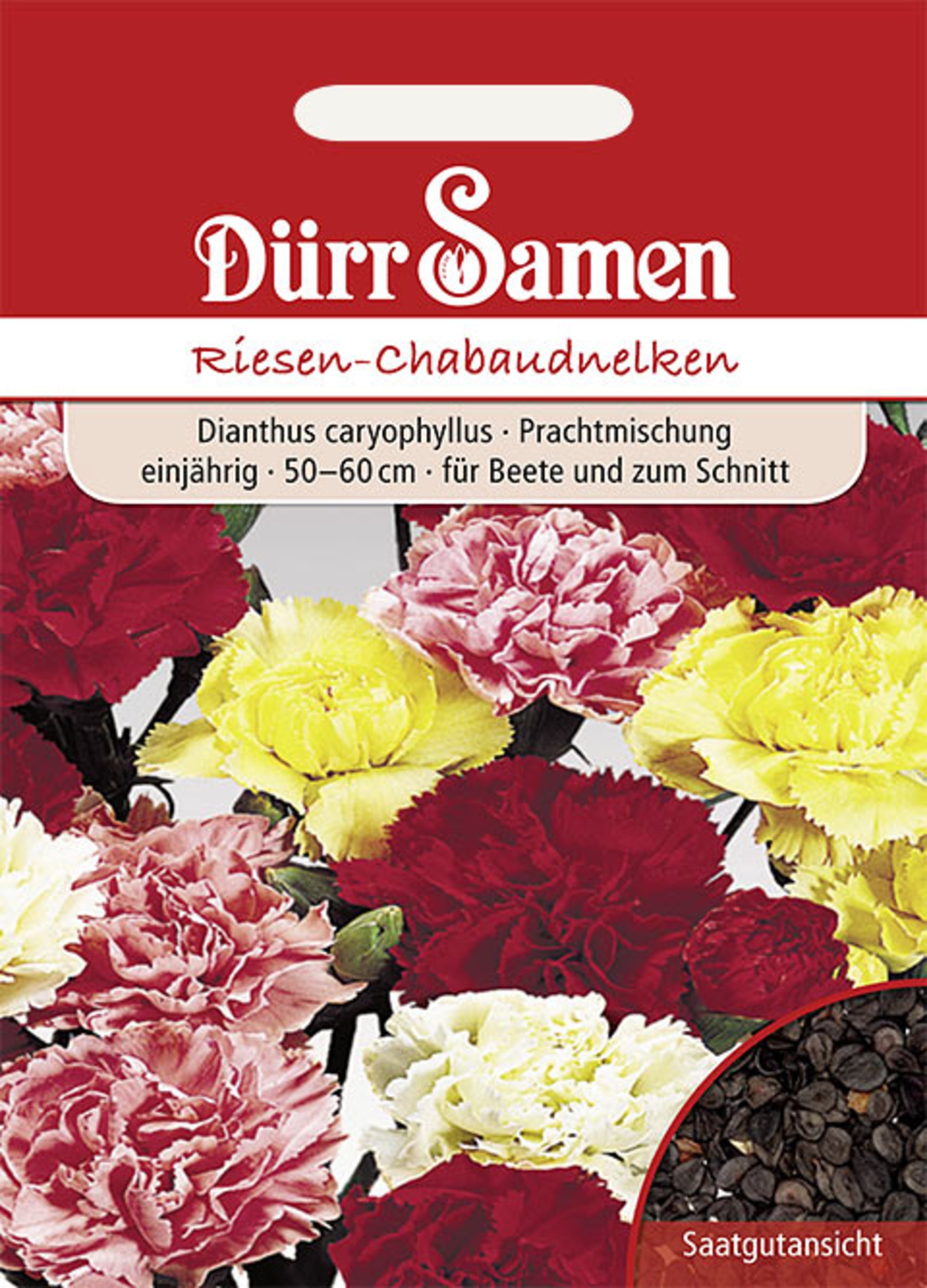 Gartennelke Prachtmischung Chabaud einjährig 50-60 cm