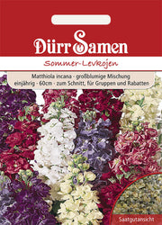Sommer-Levkojen Mischung einjährig 60 cm