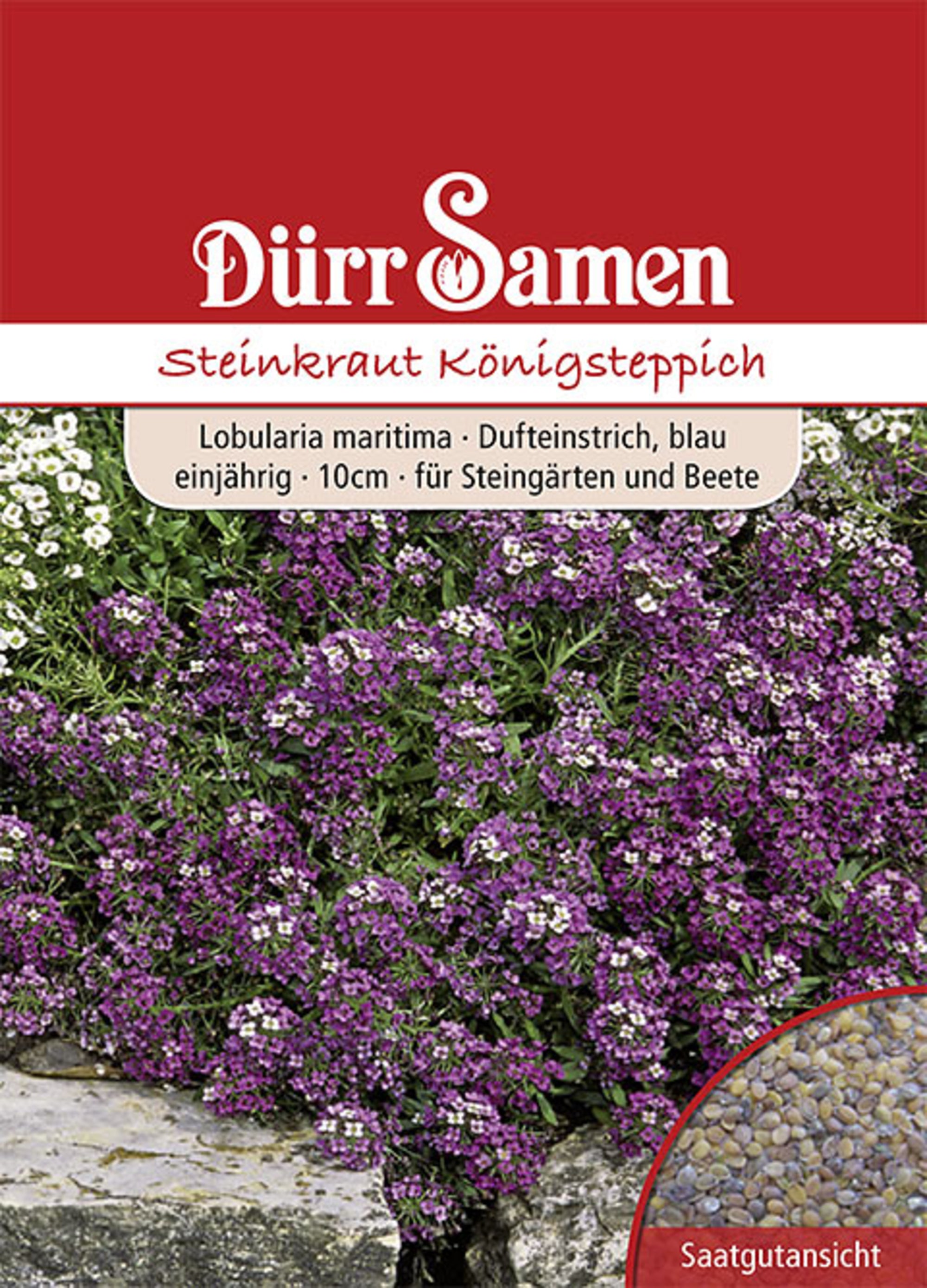 Steinkraut Königsteppich weiß einjährig 10 cm