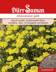 Alyssum saxatile Steinkraut