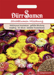 Strohblume gefüllte Mischung einjährig 50-60 cm