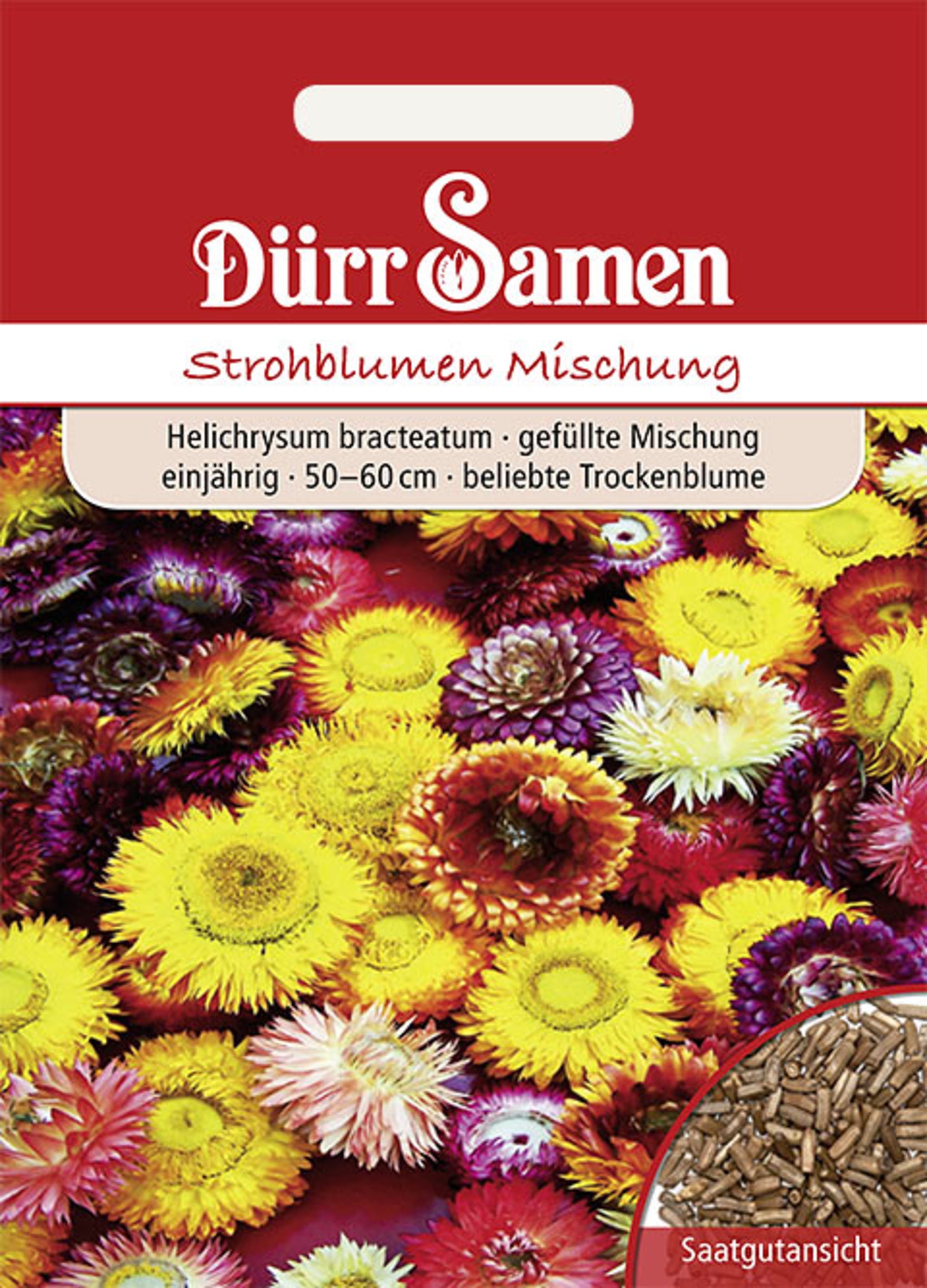 Strohblume gefüllte Mischung einjährig 50-60 cm