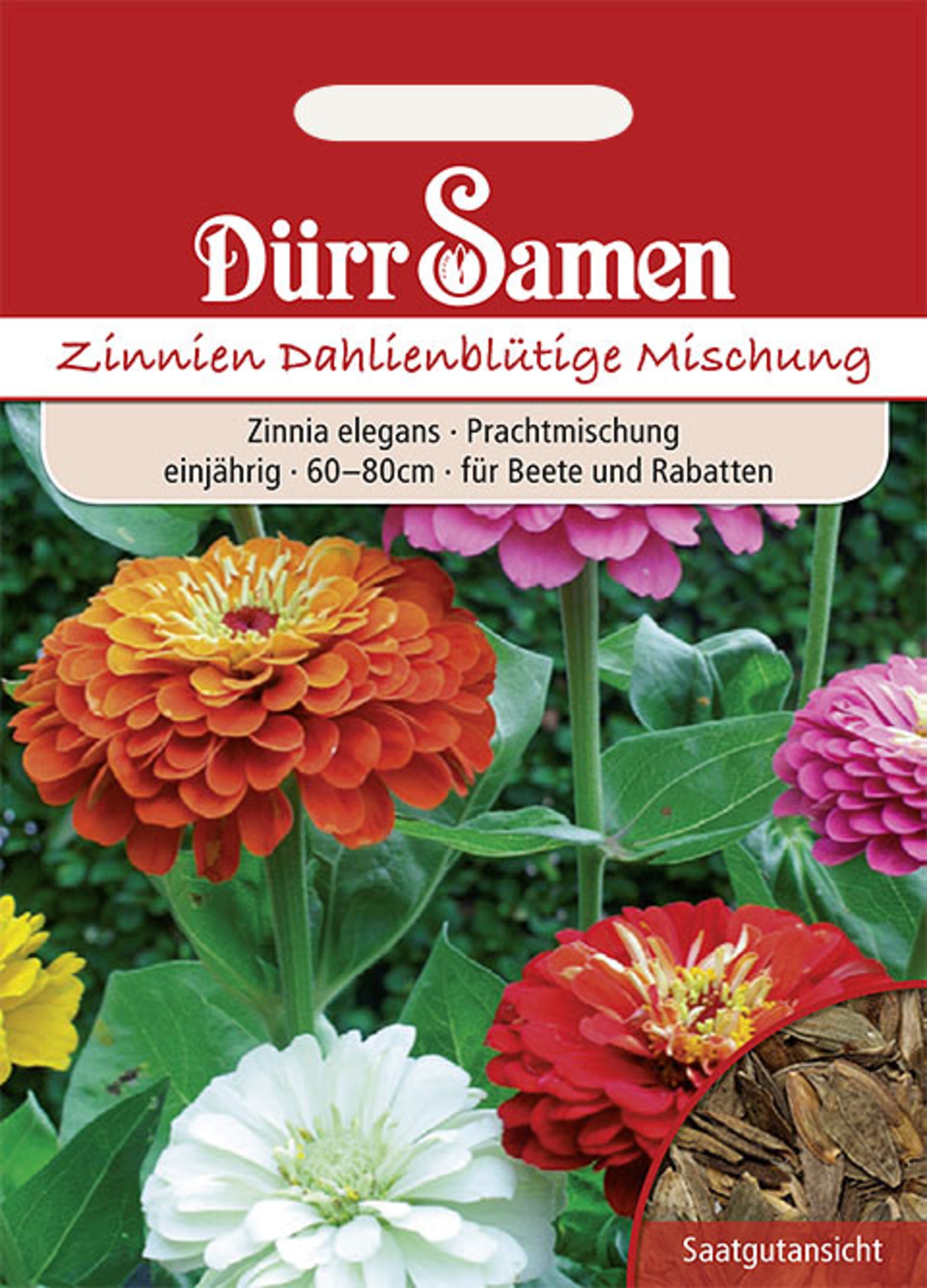 Zinnien Dahlienblütige Prachtmischung einjährig 60-80 cm
