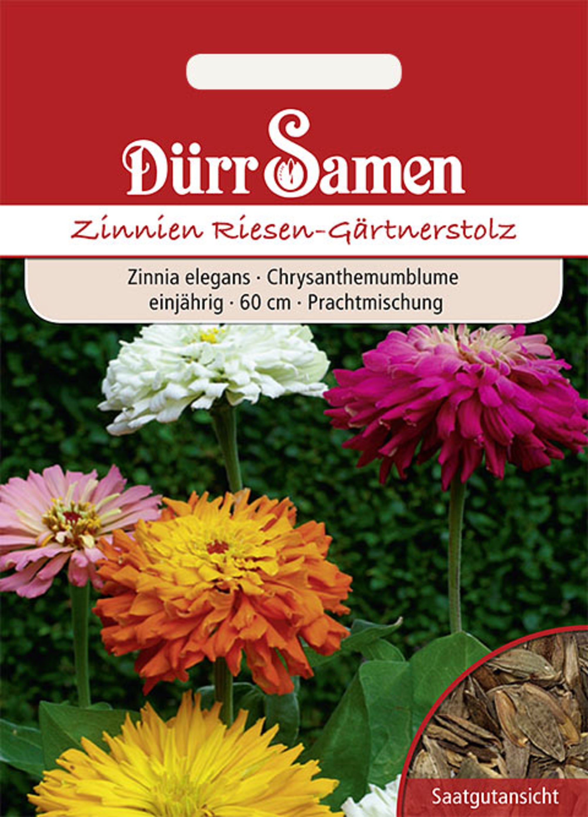 Zinnien Riesen-Gärtnerstolz einjährig 60 cm