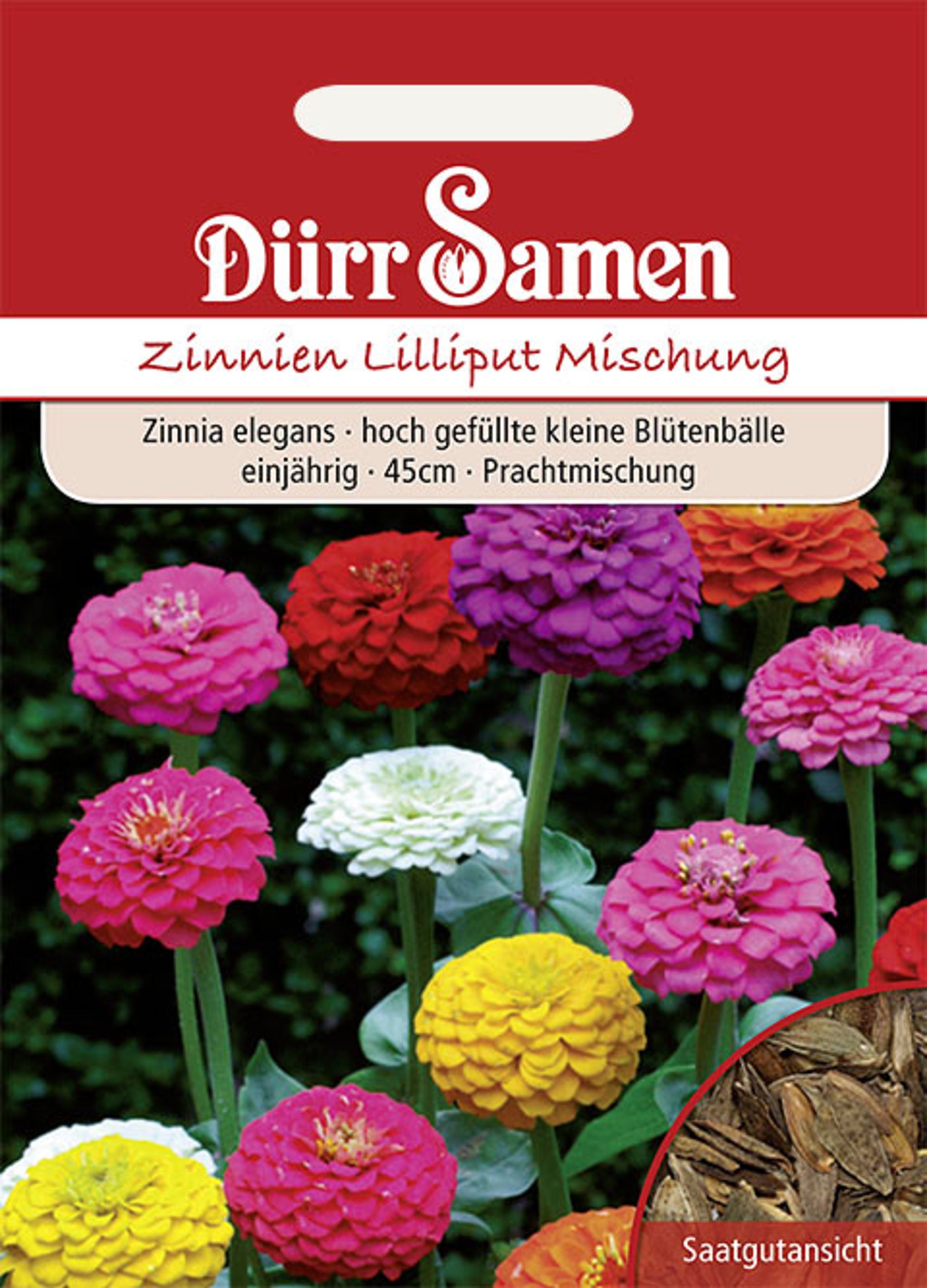 Zinnien Lilliput Prachtmischung einjährig 45 cm