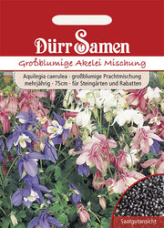 Großblumige Akelei Mischung mehrjährig 75 cm