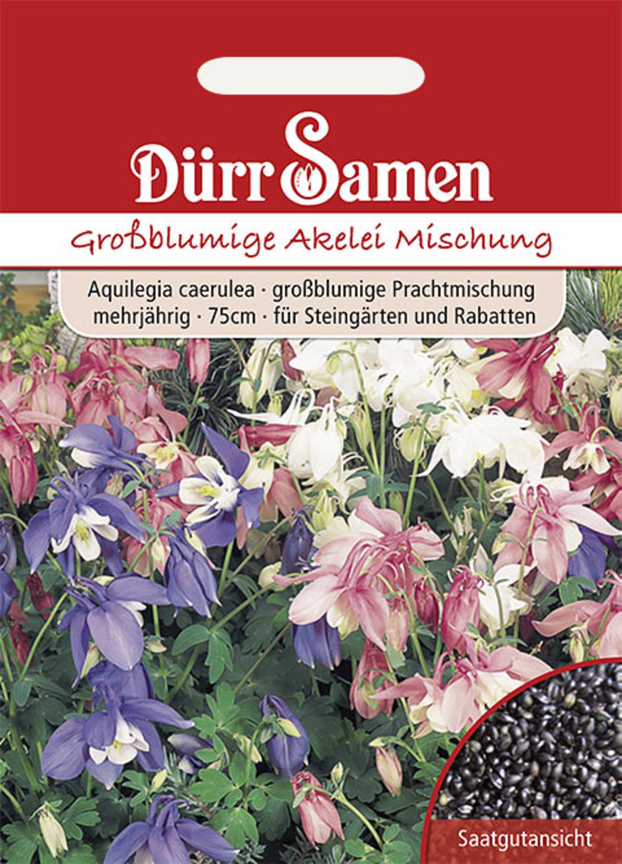 Großblumige Akelei Mischung mehrjährig 75 cm