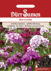 Bartnelke Mischung zweijährig 50-60 cm