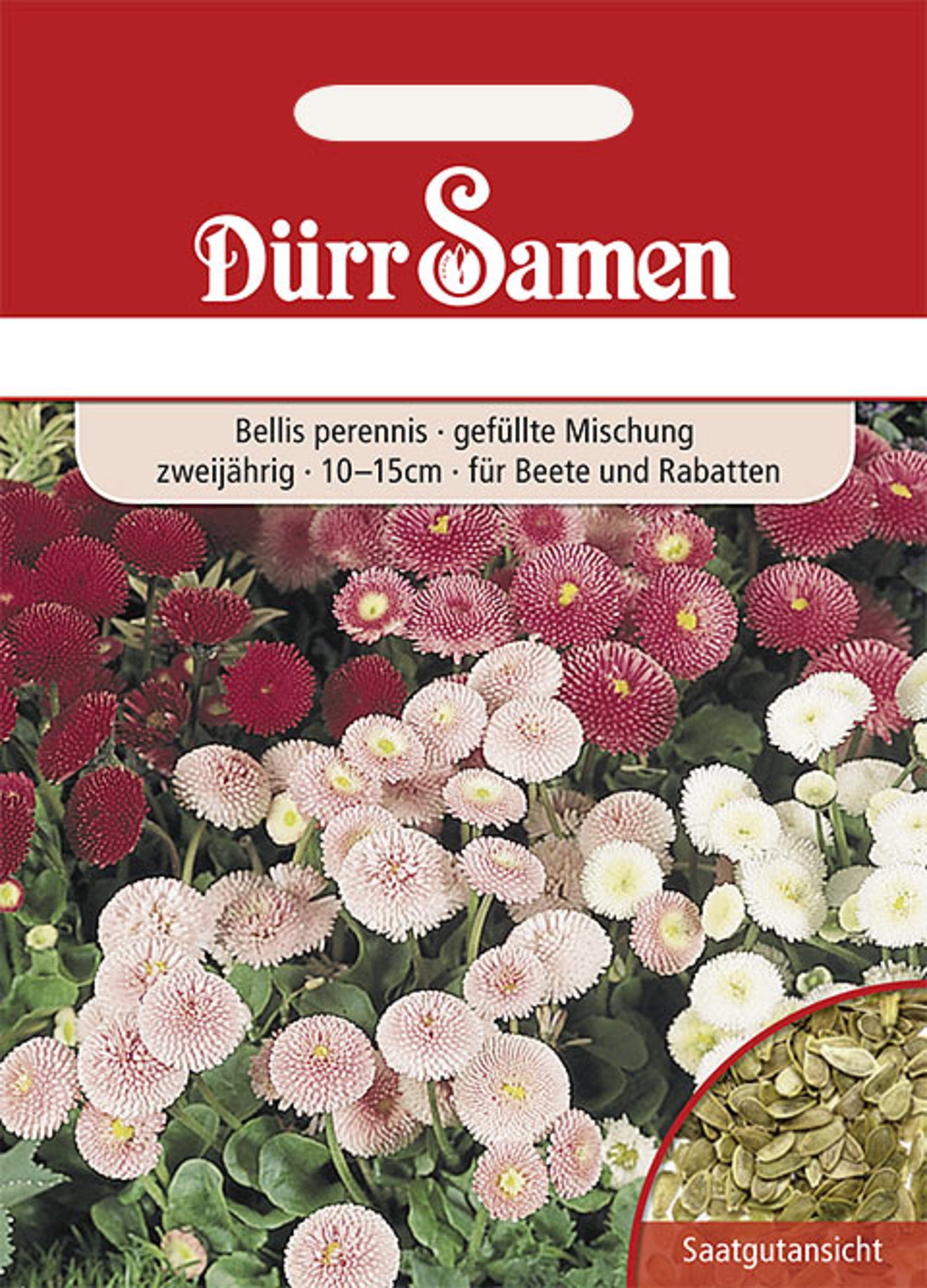 Gänseblümchen gefüllte Mischung zweijährig 10-15 cm