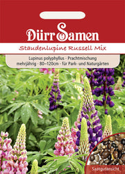 Staudenlupine Prachtmischung mehrjährig 80-120 cm