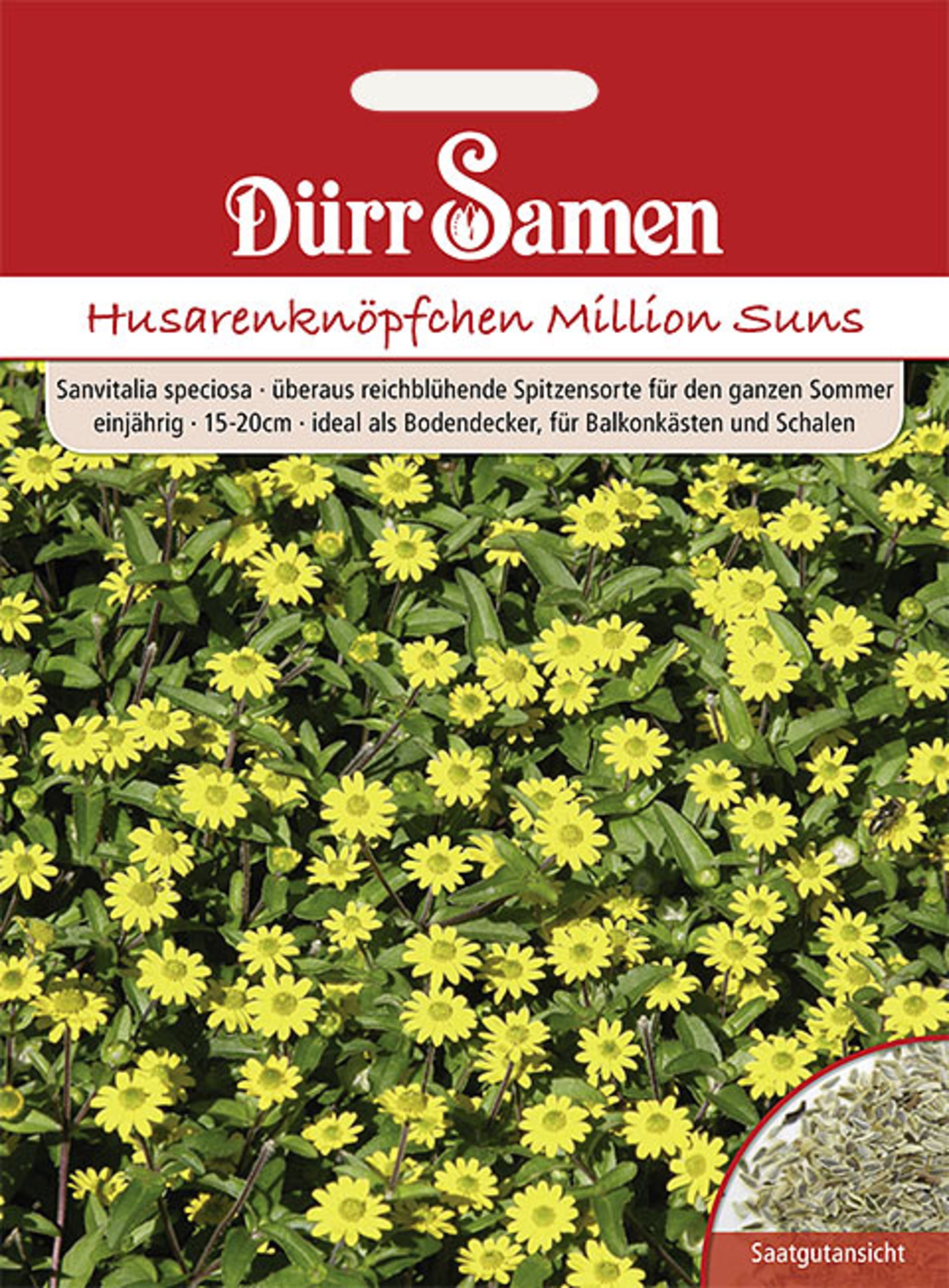 Husarenknöpfchen Million Suns einjährig 15-20 cm