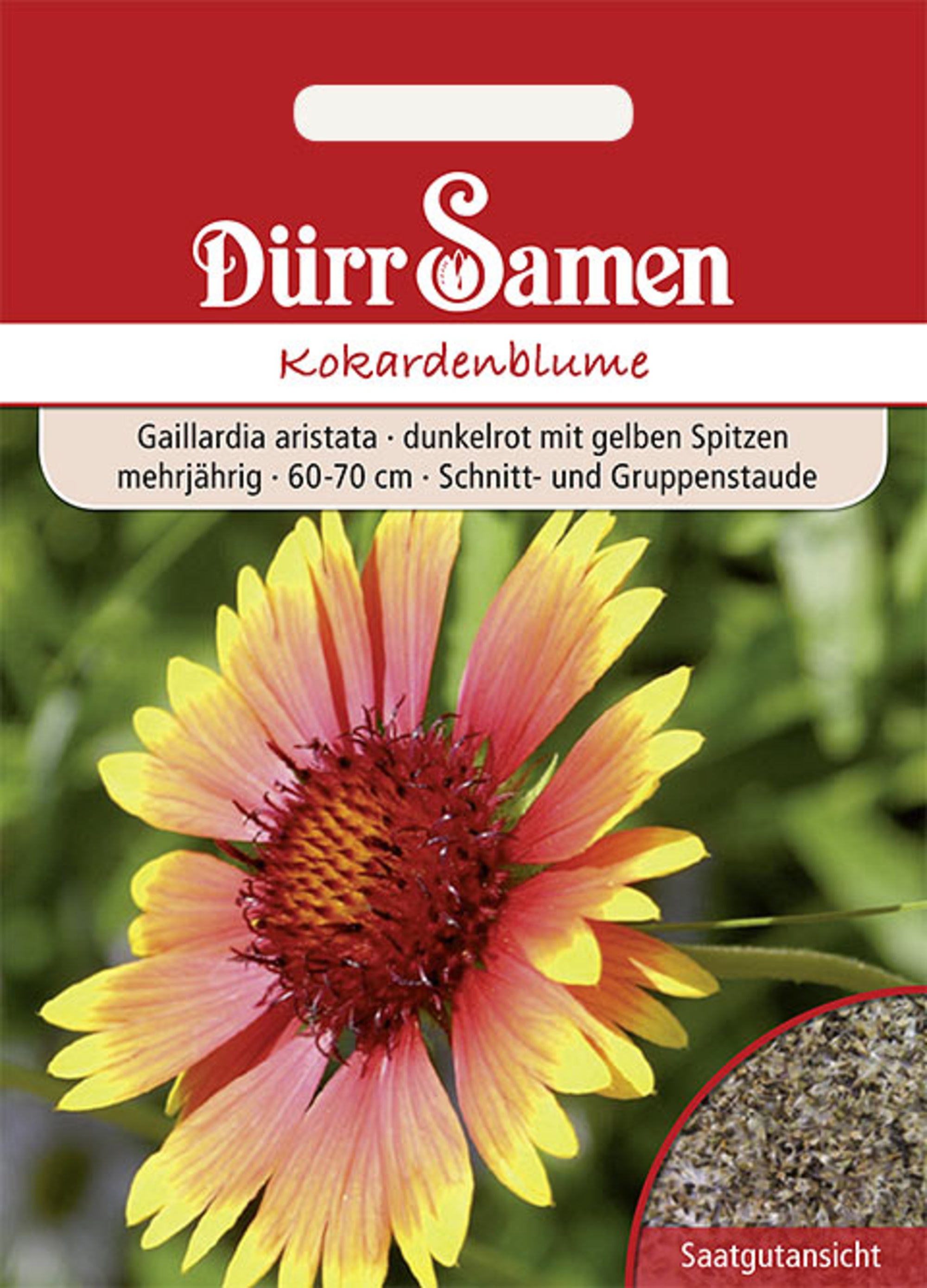 Kokardenblume dunkelrot mit gelben Spitzen mehrjährig
