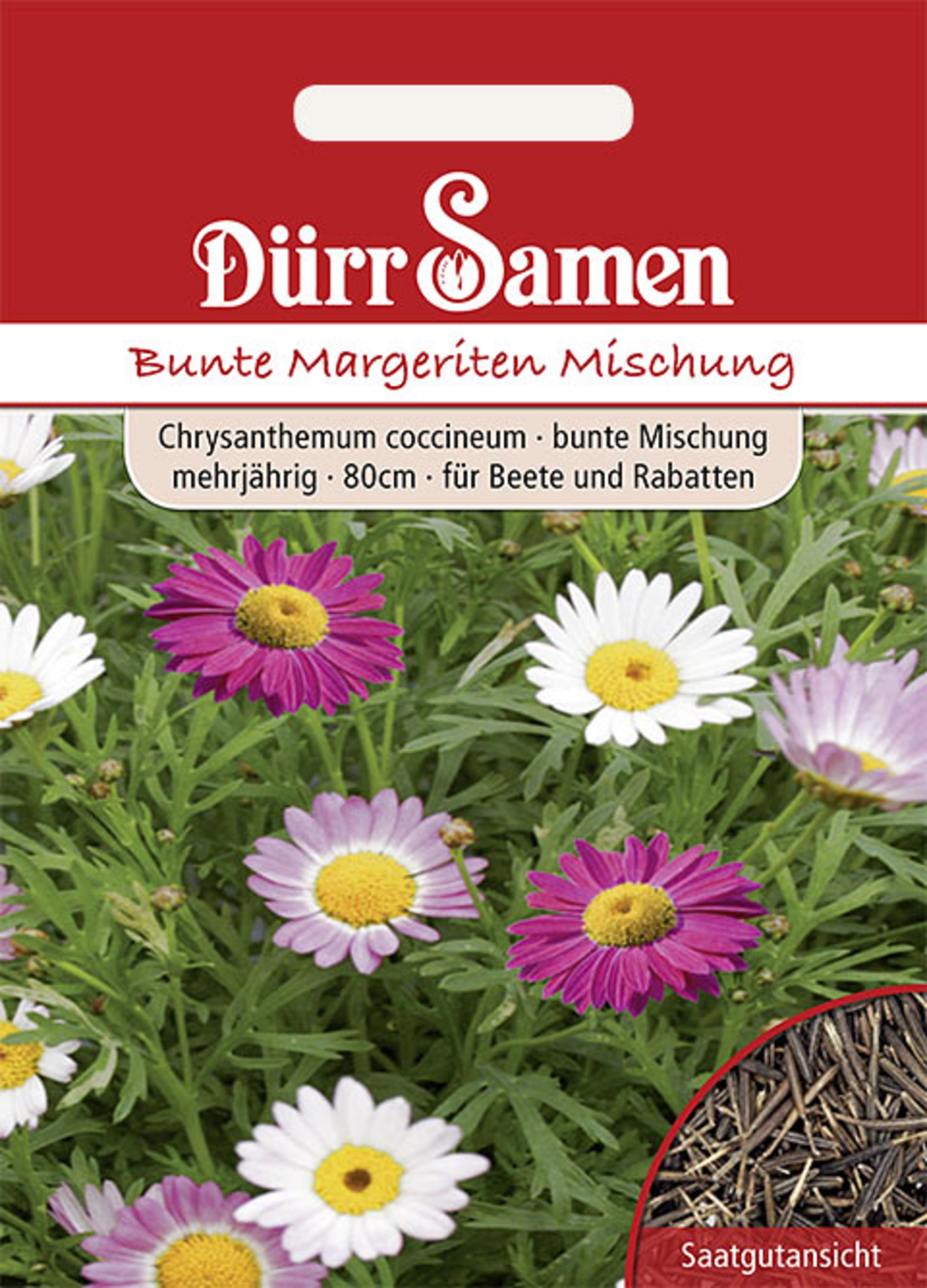 Bunte Margeriten Bunte Mischungmehrjährig 80 cm