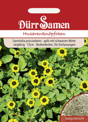 Husarenknöpfchen gelb mit schwarzer Mitte einjährig 20 cm